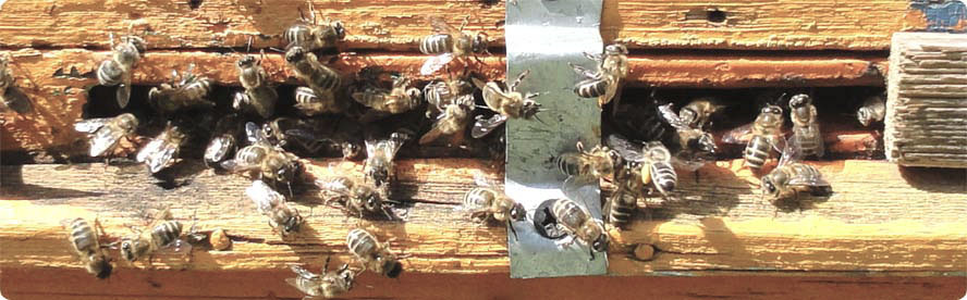 Пасека 57 - продажа пчелопакетов среднерусской породы пчел в Санкт-Петербурге и Ленинградской области