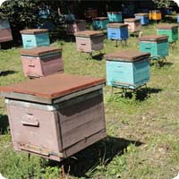 Пасека 57 - Продажа пчелосемей